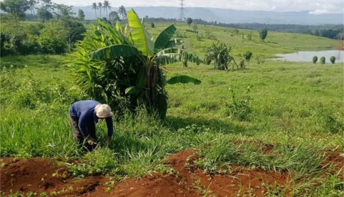 Kerja Keras dan Semangat Gotong Royong, Kunci Sukses Peternak Domba di Sukabumi