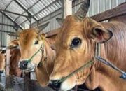 Berkurban di Idul Adha, Gerakan Paling MULIA